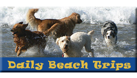Daily Trips to  Beach